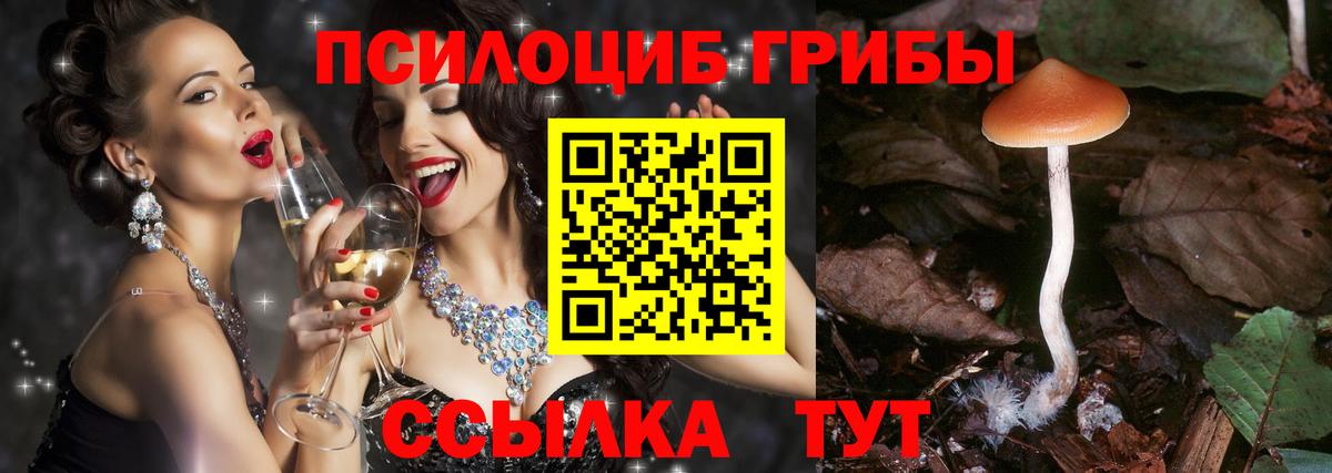 Псилоцибиновые грибы Psilocybe Костомукша